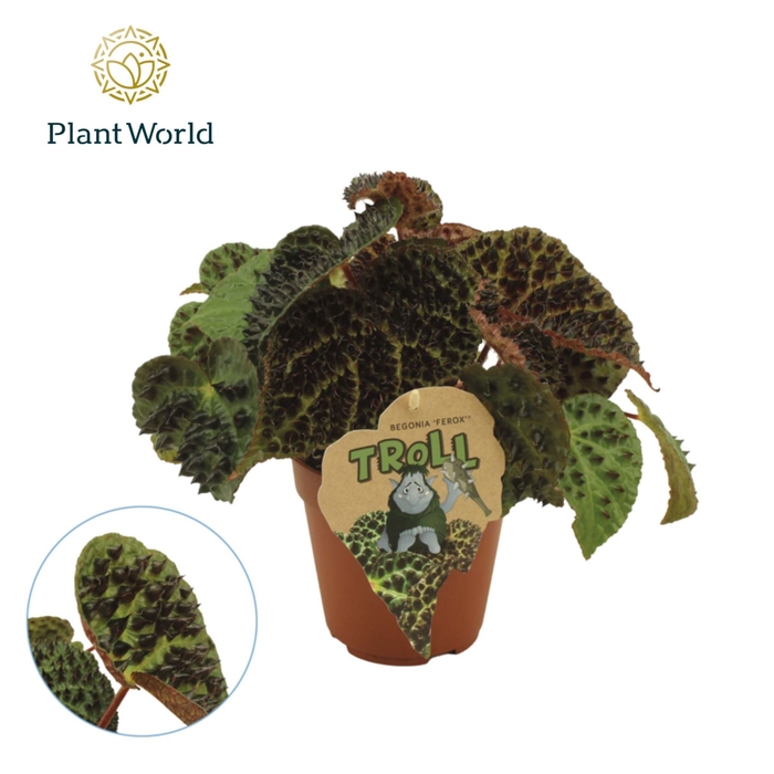 <h4>Begonia ferox</h4>