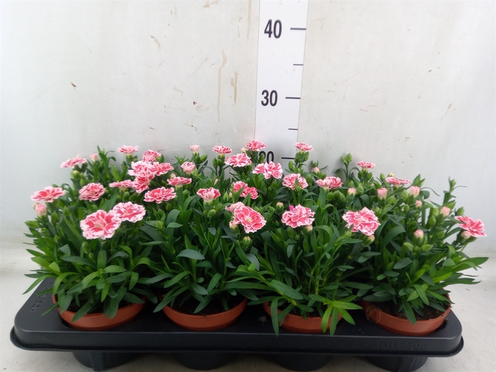 <h4>Dianthus  'Oscar White And Red'</h4>