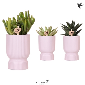 Succ Gemengd Keramiek Diabolo Pink