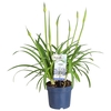 Agapanthus Amourette Superb