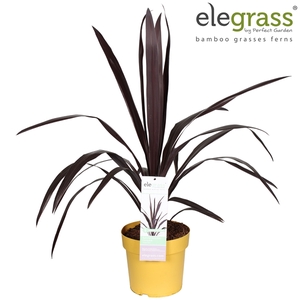 Cordyline 'Superstar' P23