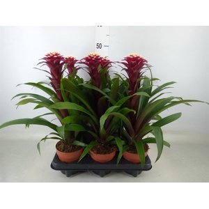 Guzmania  'Francesca'