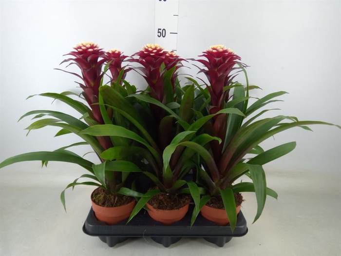 <h4>Guzmania  'Francesca'</h4>