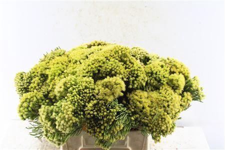 <h4>Kaaps Nebelia</h4>