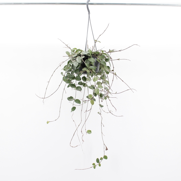 <h4>Hoya 'Mathilde' Splash</h4>