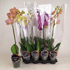 PHAL GEM