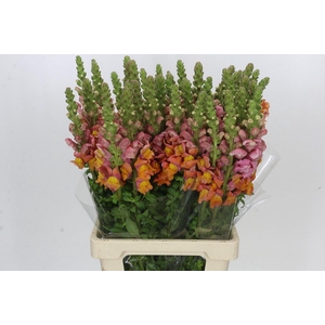 Antirrhinum Potomac Dark Orange