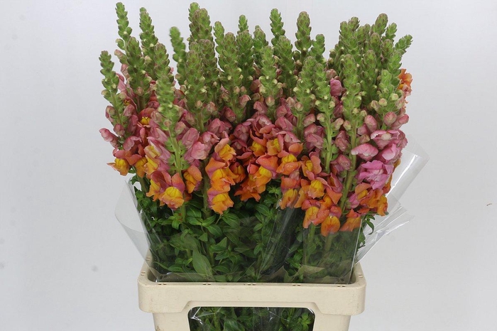 <h4>Antirrhinum Potomac Dark Orange</h4>