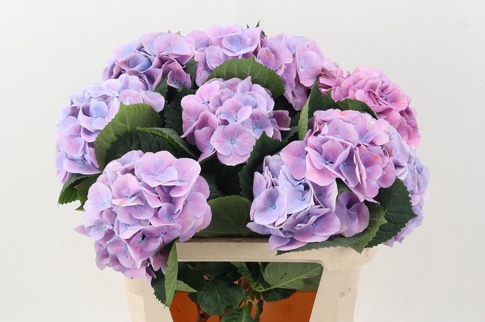 <h4>Hydr M Ch Marsepe Bl</h4>