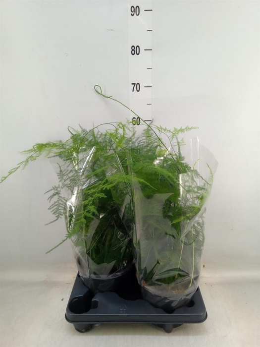 <h4>Asparagus setaceus</h4>