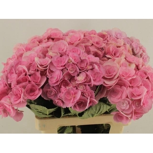 HYDR M BEAU PAPIL RZ
