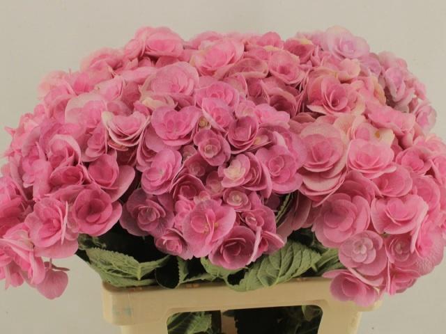 <h4>HYDR M BEAU PAPIL RZ</h4>