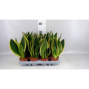 Sansevieria trifa. 'Futura Superba'