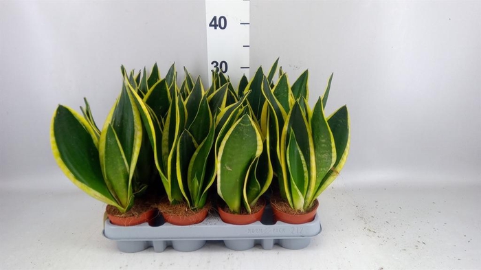 <h4>Sansevieria trifa. 'Futura Superba'</h4>