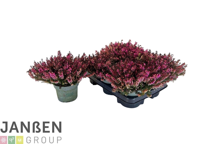 <h4>ERIC CA W LAD SARAH</h4>