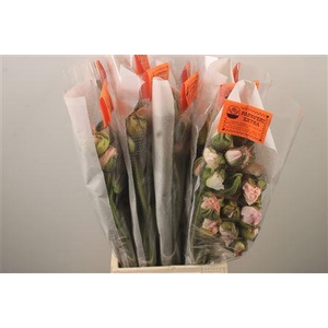 Papaver. Light Pink Ex Per Stem