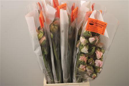 <h4>Papaver. Light Pink Ex Per Stem</h4>