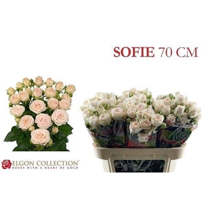 Rosa tros Sofie