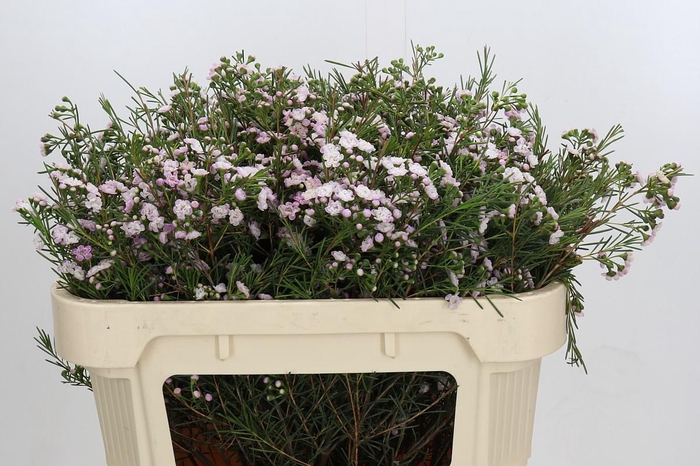 <h4>Chamelaucium Dancing Queen</h4>