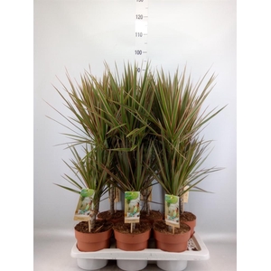 Dracaena marg. 'Bicolor'