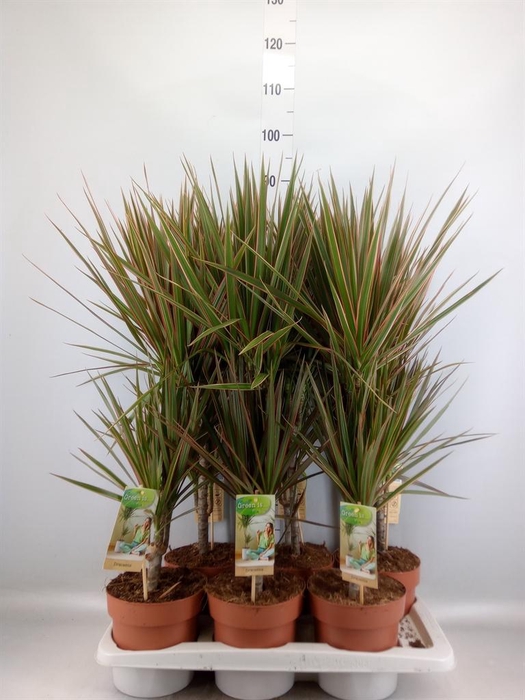 <h4>Dracaena marg. 'Bicolor'</h4>