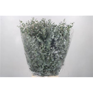 Euc Gunnii Per Bunch Gram 300 Gram