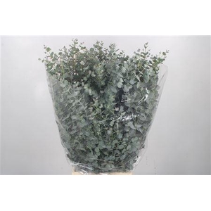 Euc Gunnii Per Bunch Gram 300 Gram