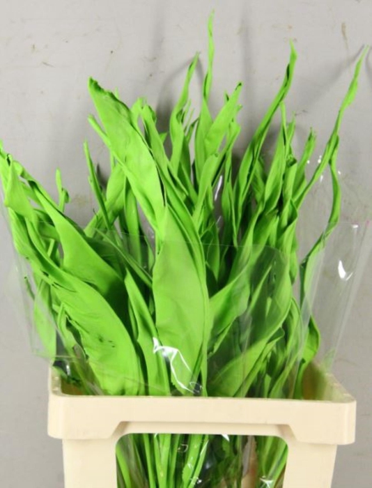 <h4>DF Strelitzia Leaf Apple Green</h4>