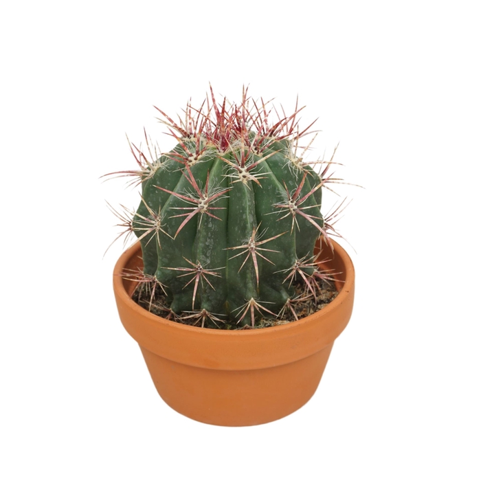 <h4>Ferocactus pilosus</h4>