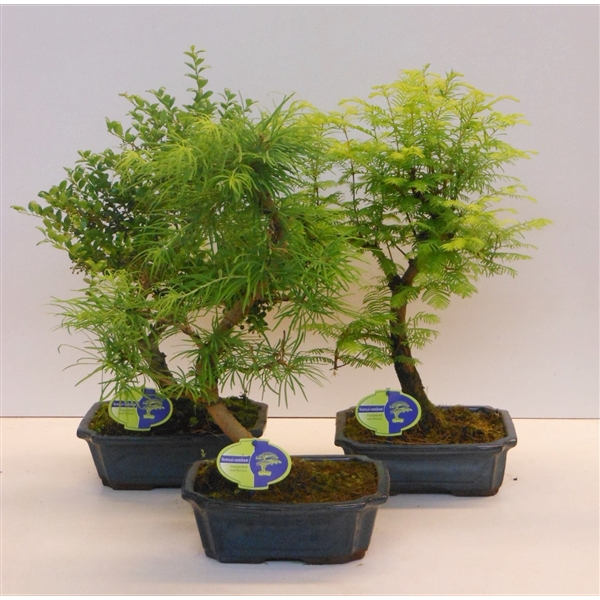 <h4>Bonsai mix outdoor, 24cm., shape, without drip tray - Partly without leaves in winter</h4>