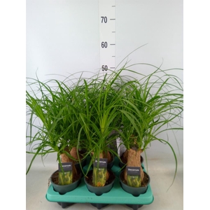 Beaucarnea recurvata