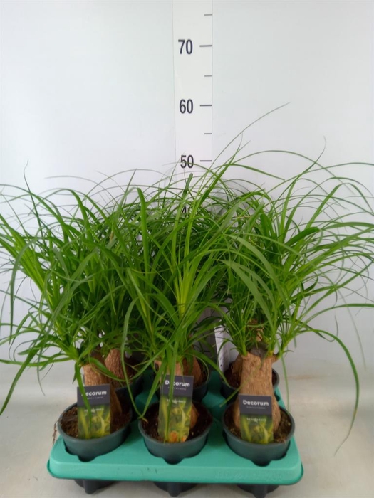 <h4>Beaucarnea recurvata</h4>