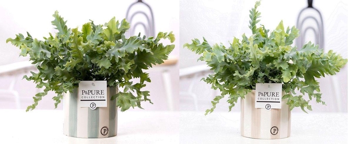 <h4>Phlebodium Davana in P&PURE Eline ceramics ass.2</h4>