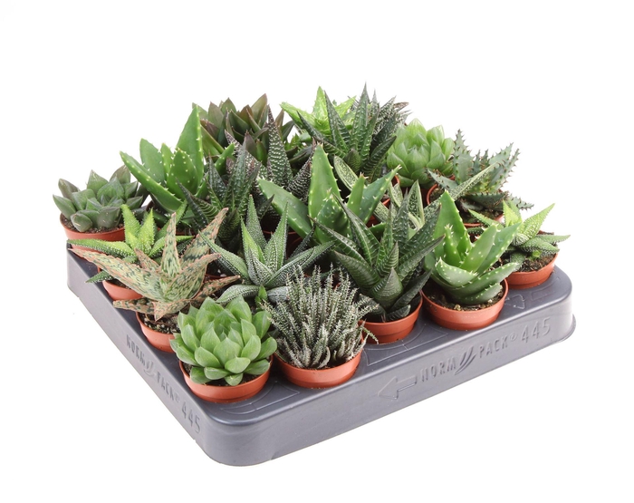 <h4>Aloe ...mix</h4>