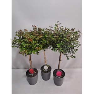 Roos op stam grootbloemig P23 65cm mix