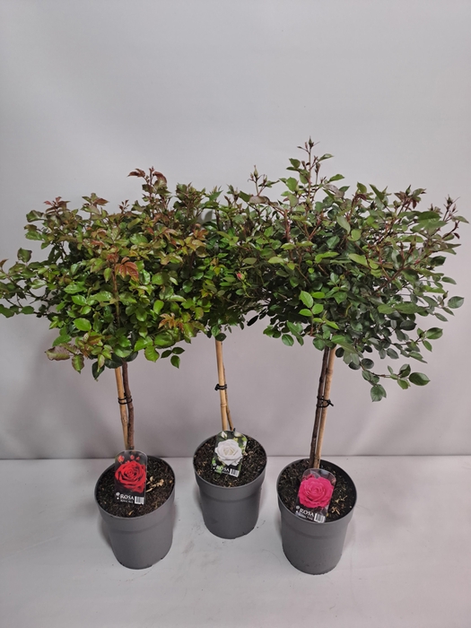 <h4>Roos op stam grootbloemig P23 65cm mix</h4>
