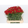 Dianthus Br Red Baron