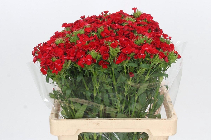 Dianthus Br Red Baron