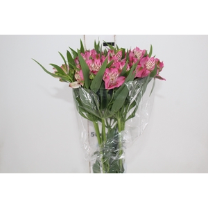 ALSTROEMERIA PAMELA 080 CM
