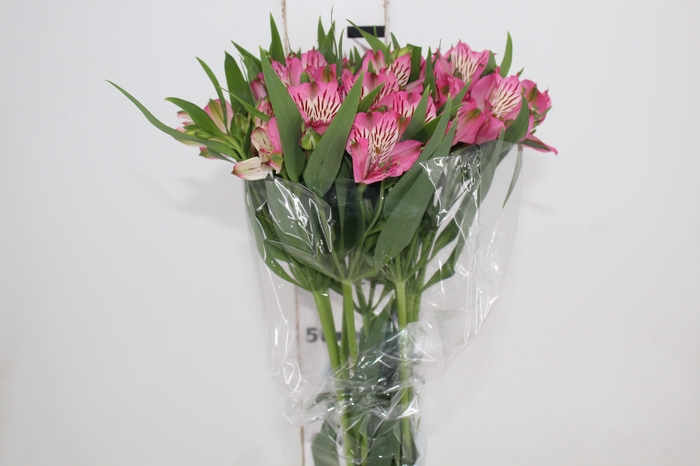 <h4>ALSTROEMERIA PAMELA 080 CM</h4>