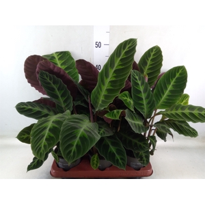 Calathea warscewiczii