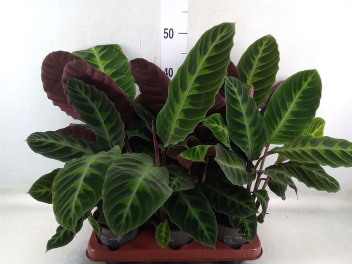 <h4>Calathea warscewiczii</h4>