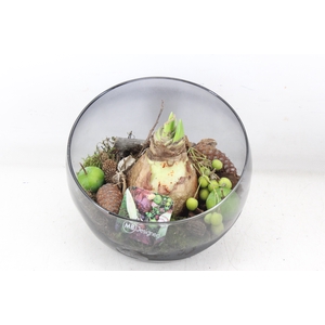 arr4 Amaryllis MB - Glas halve maan donker