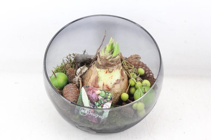 <h4>arr4 Amaryllis MB - Glas halve maan 402/2</h4>