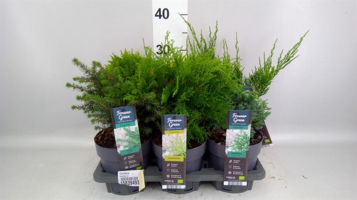 <h4>Conifers   ...</h4>