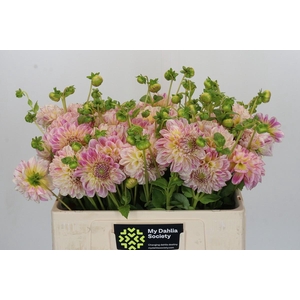 Dahlia Cameleon