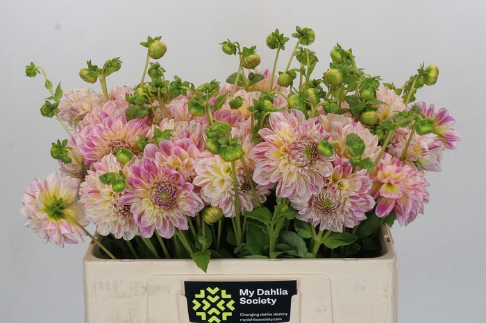 <h4>Dahlia Cameleon</h4>