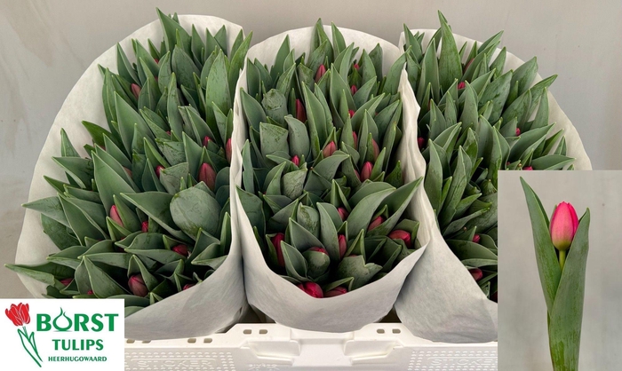 <h4>TU EN LIPSTICK</h4>