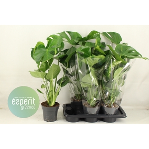 MONSTERA DELICIOSA