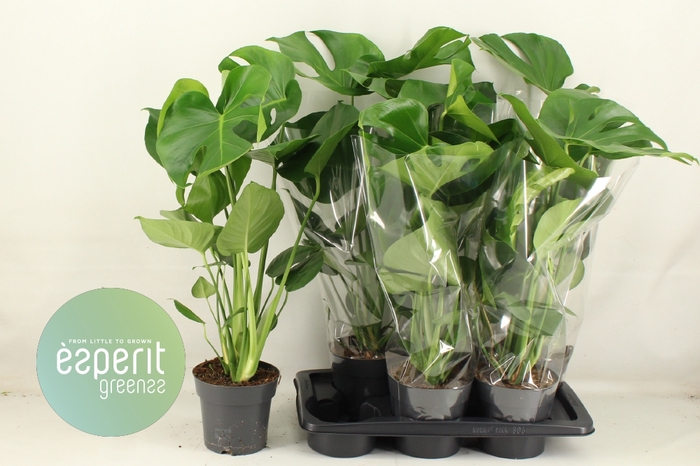 <h4>MONSTERA DELICIOSA</h4>